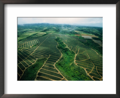 Aerial View Of Pineapple Fields, Maui, Hawaii, Usa by Jeff Greenberg Pricing Limited Edition Print image
