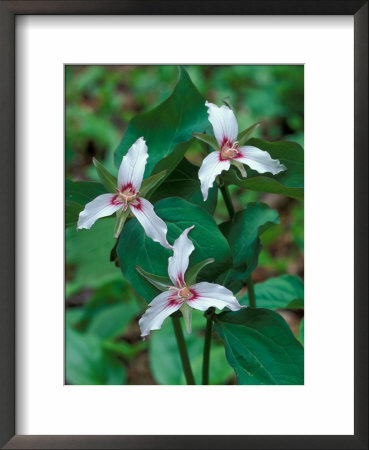 Painted Trillium, Waterville Valley, White Mountain National Forest, New Hampshire, Usa by Jerry & Marcy Monkman Pricing Limited Edition Print image