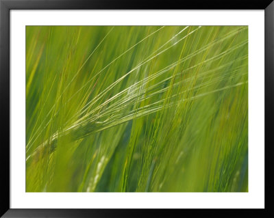 Spring Barley, Palouse, Washington, Usa by Terry Eggers Pricing Limited Edition Print image
