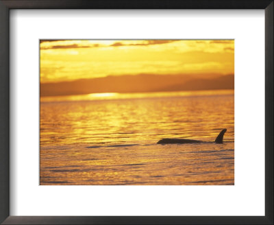 Orca Killer Whales Near San Juan Island, Washington, Usa by Stuart Westmoreland Pricing Limited Edition Print image