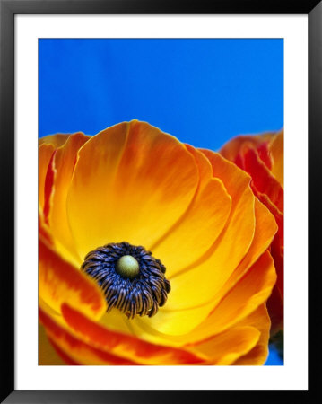 Detail Of Ranunculus, Melbourne, Australia by Regis Martin Pricing Limited Edition Print image