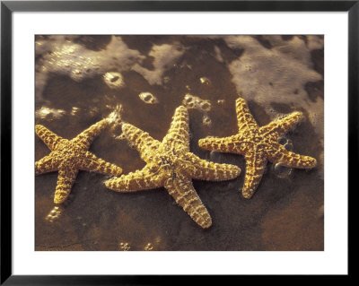 Starfish And Surf At Sunset, Maui, Hawaii, Usa by Darrell Gulin Pricing Limited Edition Print image