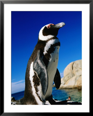 African (Jackass) Penguin (Spheniscus Demersus), Boulders, False Bay, Simon's Town, South Africa by Ariadne Van Zandbergen Pricing Limited Edition Print image