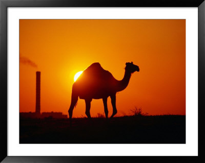 Camel And Doha Power Plant Silhouetted By Evening Sun, Doha, Kuwait by Mark Daffey Pricing Limited Edition Print image