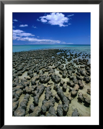 Stromatolites In Hamelin Pool, Near Monkey Mia, Hamelin Bay, Australia by John Banagan Pricing Limited Edition Print image