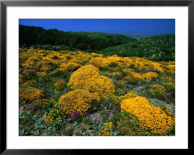 Wildflowers In Parque Natural Do Sudoeste Alentejano E Costa Vincentina, Portugal by Anders Blomqvist Pricing Limited Edition Print image