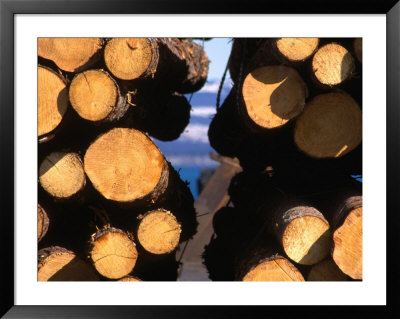 Logging, Homer, Alaska, Usa by Mark Newman Pricing Limited Edition Print image