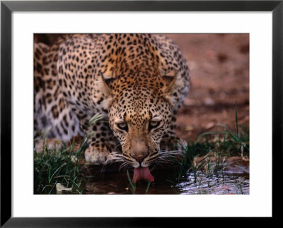 Leopard (Panthera Pardus) Drinking From Isiolo River, Eastern, Kenya by Mitch Reardon Pricing Limited Edition Print image