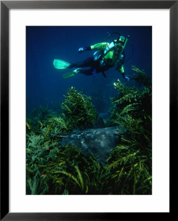 Diver Swimming Over A Spotted Eagle Ray (Aetobatus Narinari) In Orangatea Bay, New Zealand by Jenny & Tony Enderby Pricing Limited Edition Print image
