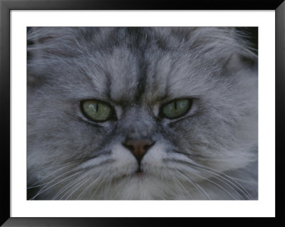 A Portrait Of A Persian Cat by Raul Touzon Pricing Limited Edition Print image