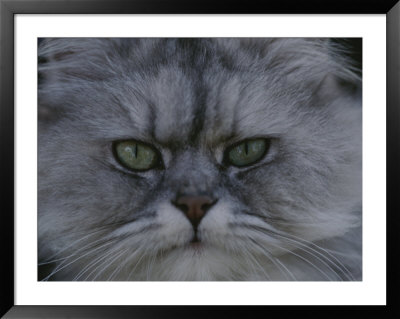 A Portrait Of A Persian Cat by Raul Touzon Pricing Limited Edition Print image