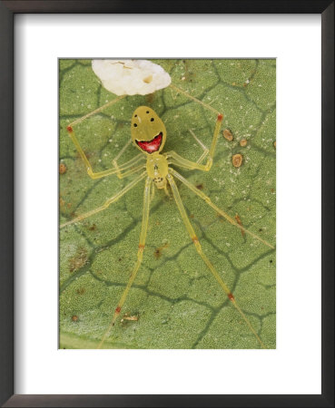 Closeup Of A Happy Face Spider (Theridion Grallator) Guarding Her Eggs by Darlyne A. Murawski Pricing Limited Edition Print image