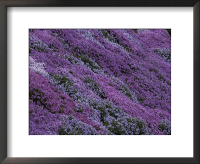 Springtime Phlox Brightens A Roadside Bank by George F. Mobley Pricing Limited Edition Print image