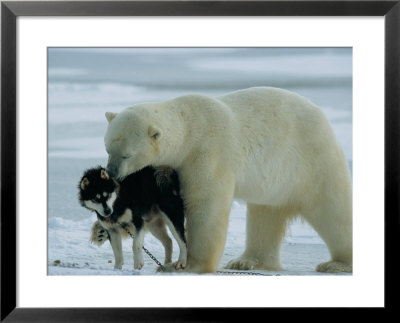 A Polar Bear (Ursus Maritimus) Snuggles Up To A Chained Husky by Norbert Rosing Pricing Limited Edition Print image