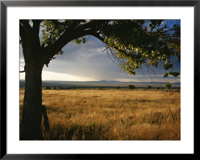 A Tree Frames A Golden Grassland And Rolling Hills Under A Stormy Sky by Raul Touzon Pricing Limited Edition Print image