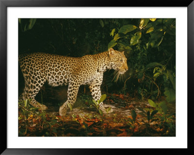 Picture Of A Patrolling Leopard Taken By A Camera Trap by Michael Nichols Pricing Limited Edition Print image