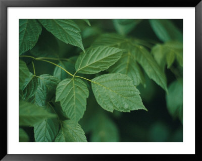 Close-Up Of Beautiful Green Leaves by Al Petteway Pricing Limited Edition Print image