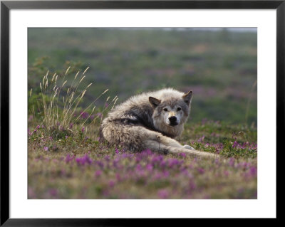 An Arctic Wolf Rests By Some Flowers by Paul Nicklen Pricing Limited Edition Print image