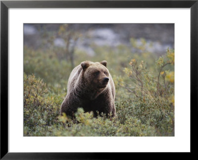 A Portrait Of A Grizzly Bear by Paul Nicklen Pricing Limited Edition Print image