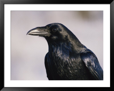 A Portrait Of A Blackbird by Paul Nicklen Pricing Limited Edition Print image