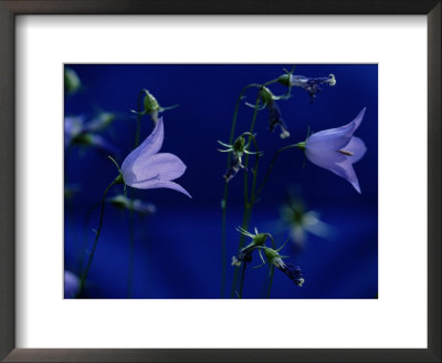 Bluebell Flowers On The Trail To Valley Of The Five Lakes by Raymond Gehman Pricing Limited Edition Print image