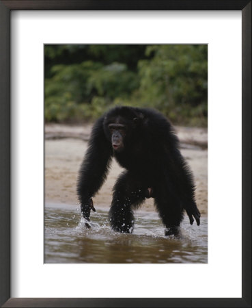 An Adult Chimpanzee Hoots Aggressively At Visitors by Michael Nichols Pricing Limited Edition Print image
