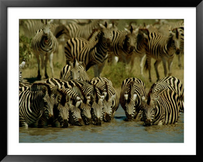 Zebras Drinking At A Water Hole by Beverly Joubert Pricing Limited Edition Print image
