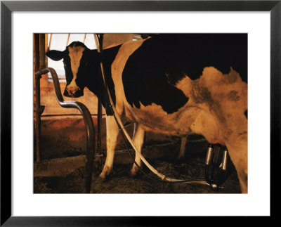 Dairy Cow Being Milked by Dick Durrance Pricing Limited Edition Print image