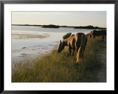 Chincoteague Ponies Graze On Marsh Grass by Al Petteway Pricing Limited Edition Print image