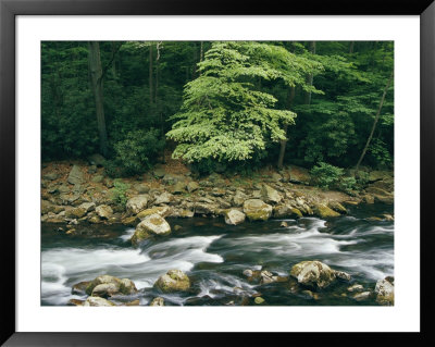 The Savage River Flows Swiftly Over Rocks In A Wooded Area by Skip Brown Pricing Limited Edition Print image