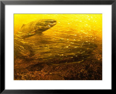 An Underwater View Of An Atlantic Salmon Swimming Through A School Of Small Fish by Bill Curtsinger Pricing Limited Edition Print image