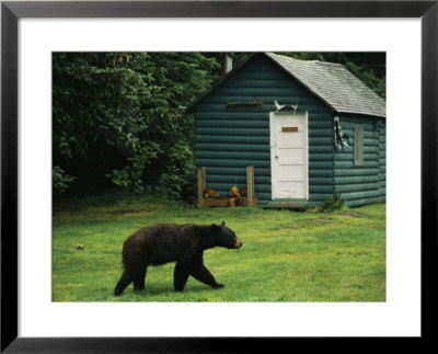 A Black Bear Looks For A Meal On The Grounds Of The Taku Glacier Lodge by Raymond Gehman Pricing Limited Edition Print image