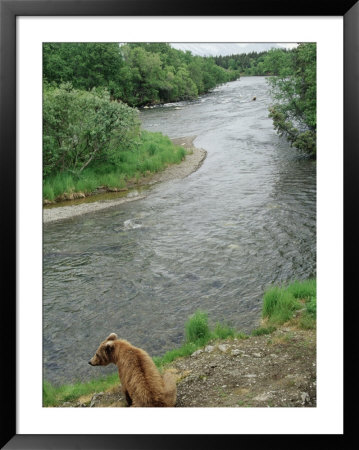 Brown Bear Sitting By River by Yvette Cardozo Pricing Limited Edition Print image