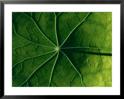 Close-Up Of Tropaeolum Majus (Nasturtium) Leaf Showing Veins by Michele Lamontagne Pricing Limited Edition Print image