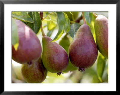Pear (Pyrus Glou Morceau), Close-Up Of Purple Fruits Growing On The Tree by Susie Mccaffrey Pricing Limited Edition Print image