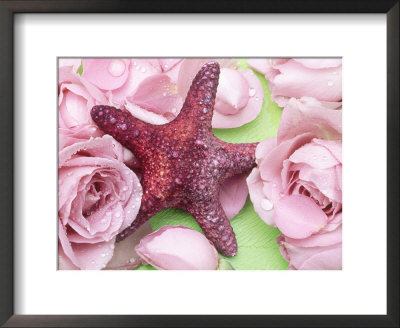 Pink Roses (Rosa) With Water Droplets Arranged On Green Background With Deep Pink / Purple Starfish by Linda Burgess Pricing Limited Edition Print image