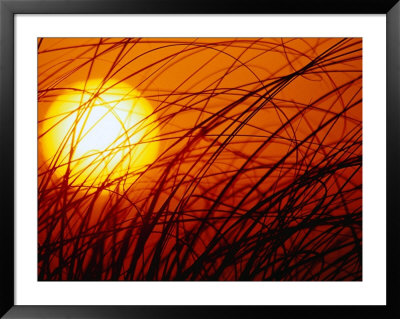 Sun Rising Through Grass, Fl by Jeff Greenberg Pricing Limited Edition Print image