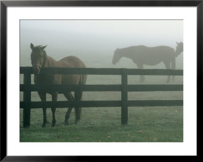 Horses In Fog, Chesapeake City, Md by Henry Horenstein Pricing Limited Edition Print image
