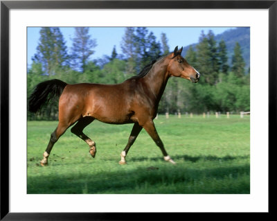 Arabian Horse, Running Montana by Alan And Sandy Carey Pricing Limited Edition Print image