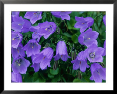 Fairies Thimbles by Mark Bolton Pricing Limited Edition Print image