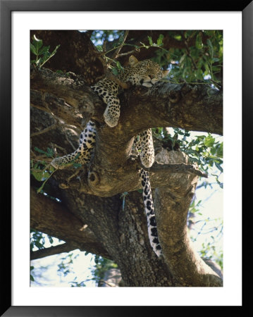 Kenya, Samburu Game Reserve, Leopard by Michele Burgess Pricing Limited Edition Print image