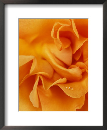 Rosa Tennessee Close-Up Of Orange Flower by Steven Knights Pricing Limited Edition Print image