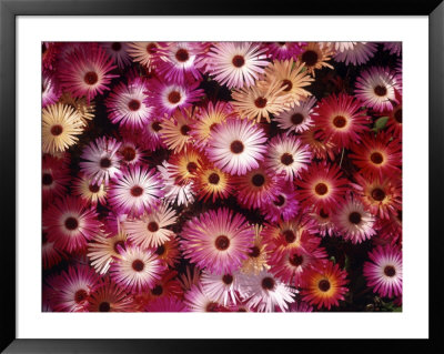 Asters by Stuart Westmoreland Pricing Limited Edition Print image
