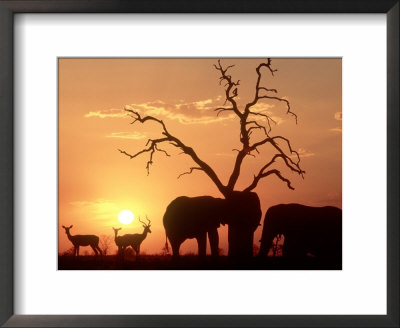 African Elephant, With Impala At Waterhole At Sunset, Botswana by Richard Packwood Pricing Limited Edition Print image