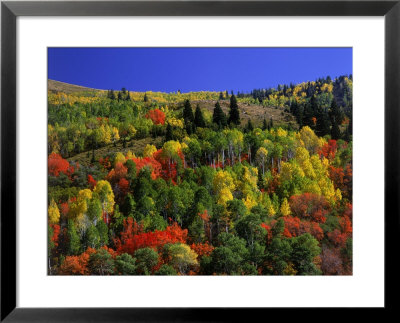 Trees With Fall Foliage by Richard Stockton Pricing Limited Edition Print image