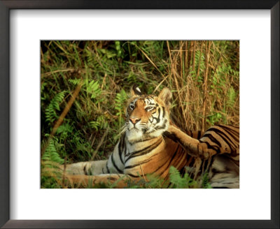 Tiger, Scratching, India by Satyendra K. Tiwari Pricing Limited Edition Print image