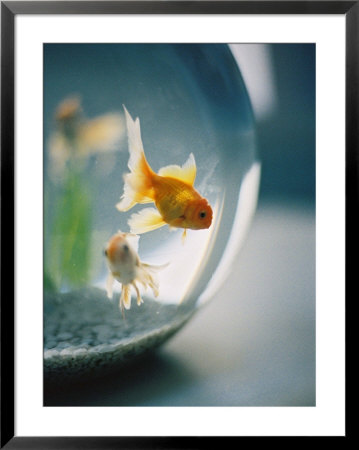 Goldfish In Fish Bowl by Elisa Cicinelli Pricing Limited Edition Print image