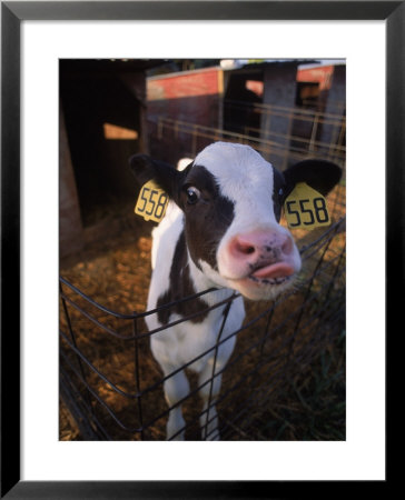 Cow With Tongue Sticking Out, Arizona by Holly Kuper Pricing Limited Edition Print image