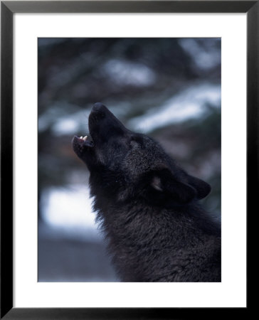 Wolf Howling, Canis Lupus, Mn by Robert Franz Pricing Limited Edition Print image