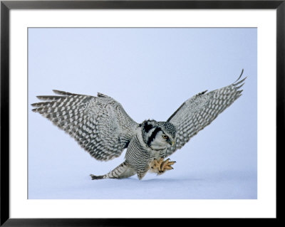 Hawk Owl, Pouncing On Prey In Snow, Finland by David Tipling Pricing Limited Edition Print image